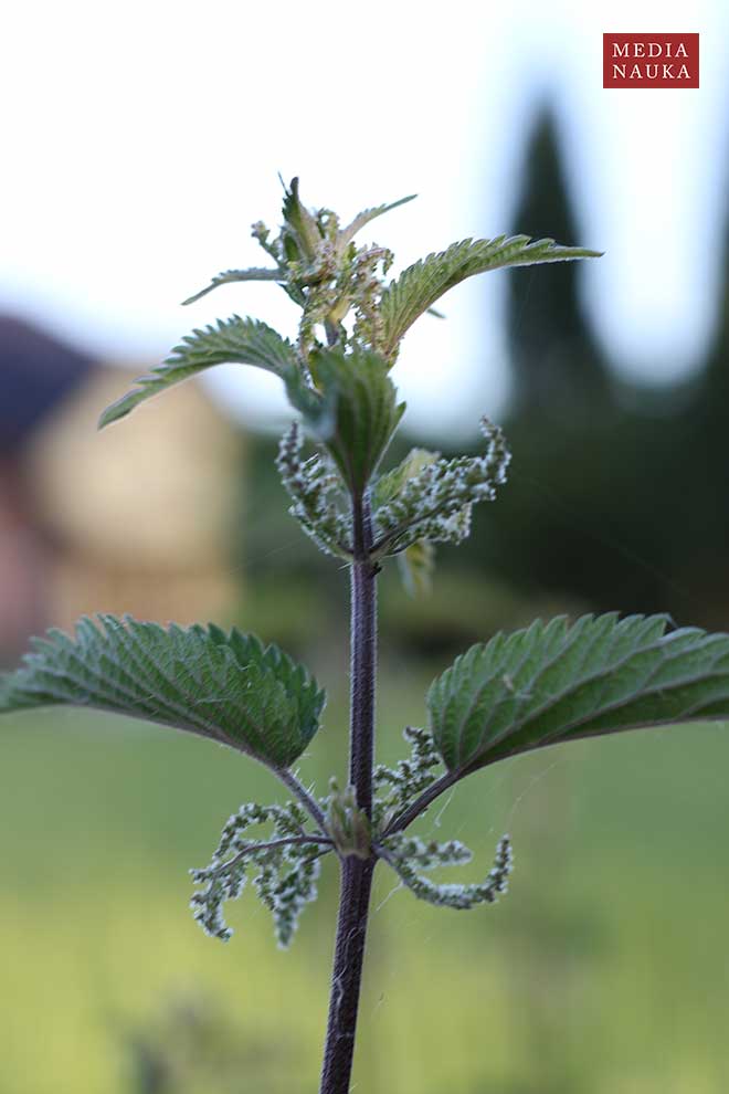 pokrzywa zwyczajna (Urtica dioica)