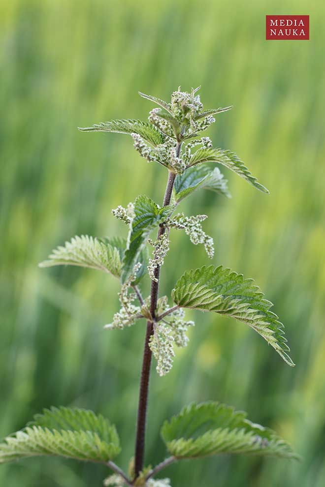 pokrzywa zwyczajna (Urtica dioica)