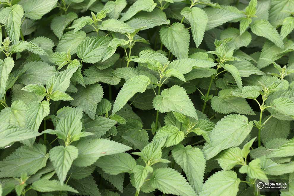 pokrzywa zwyczajna (Urtica dioica)