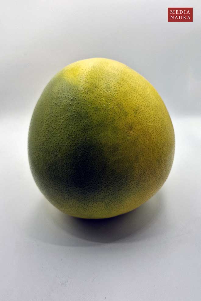 pomarańcza olbrzymia, pomelo, pompela (Citrus maxima)