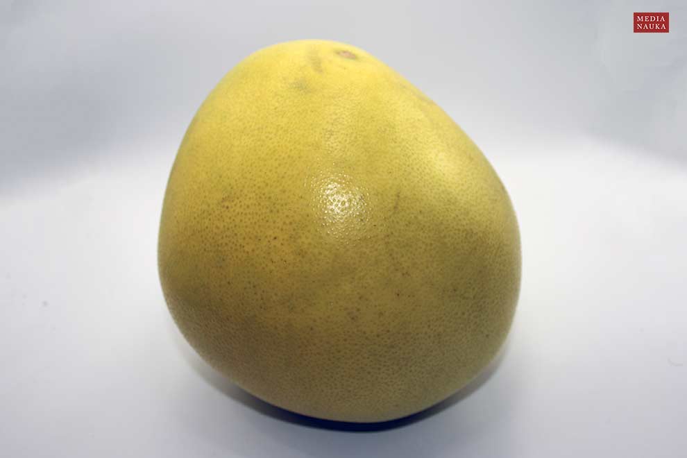 pomarańcza olbrzymia, pomelo, pompela (Citrus maxima)