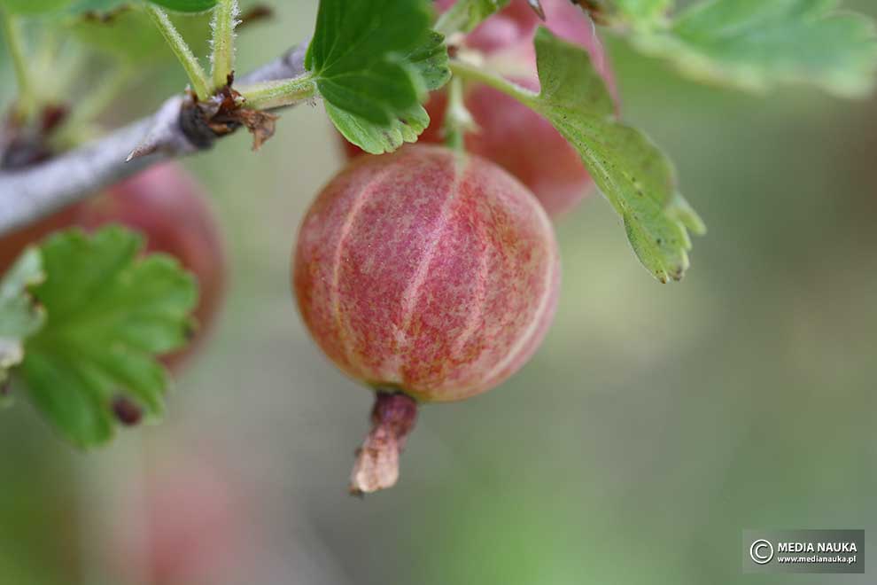 porzeczka agrest (Ribes uva-crispa)