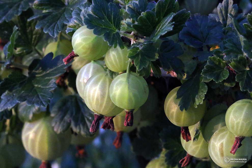porzeczka agrest (Ribes uva-crispa)
