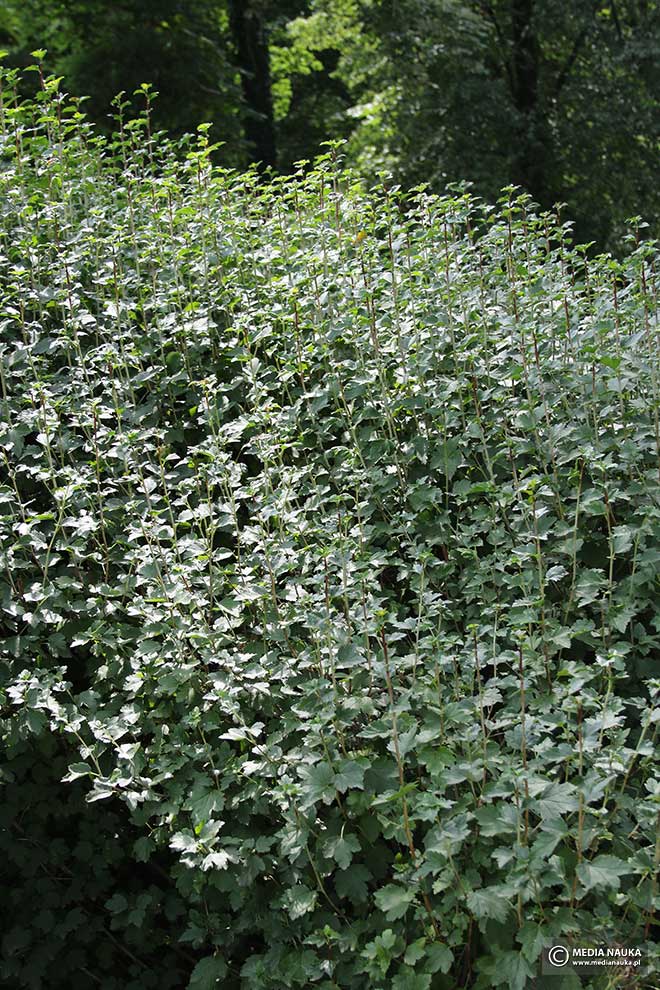 porzeczka alpejska (Ribes alpinum)