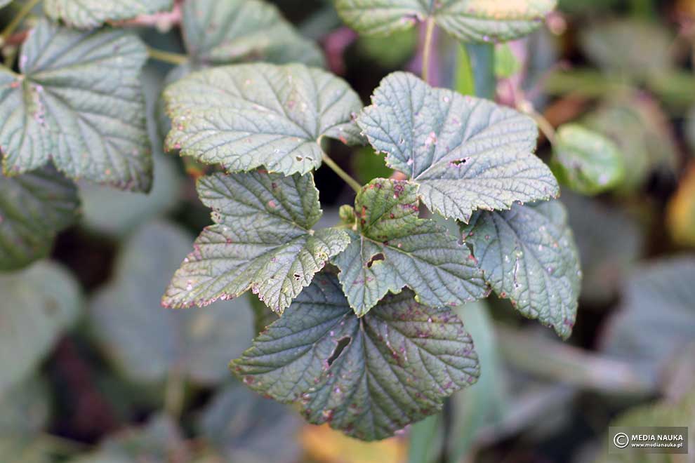 porzeczka czarna (Ribes nigrum)