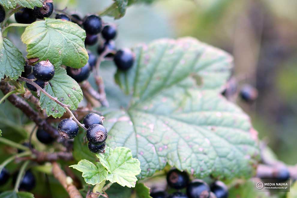 porzeczka czarna (Ribes nigrum)