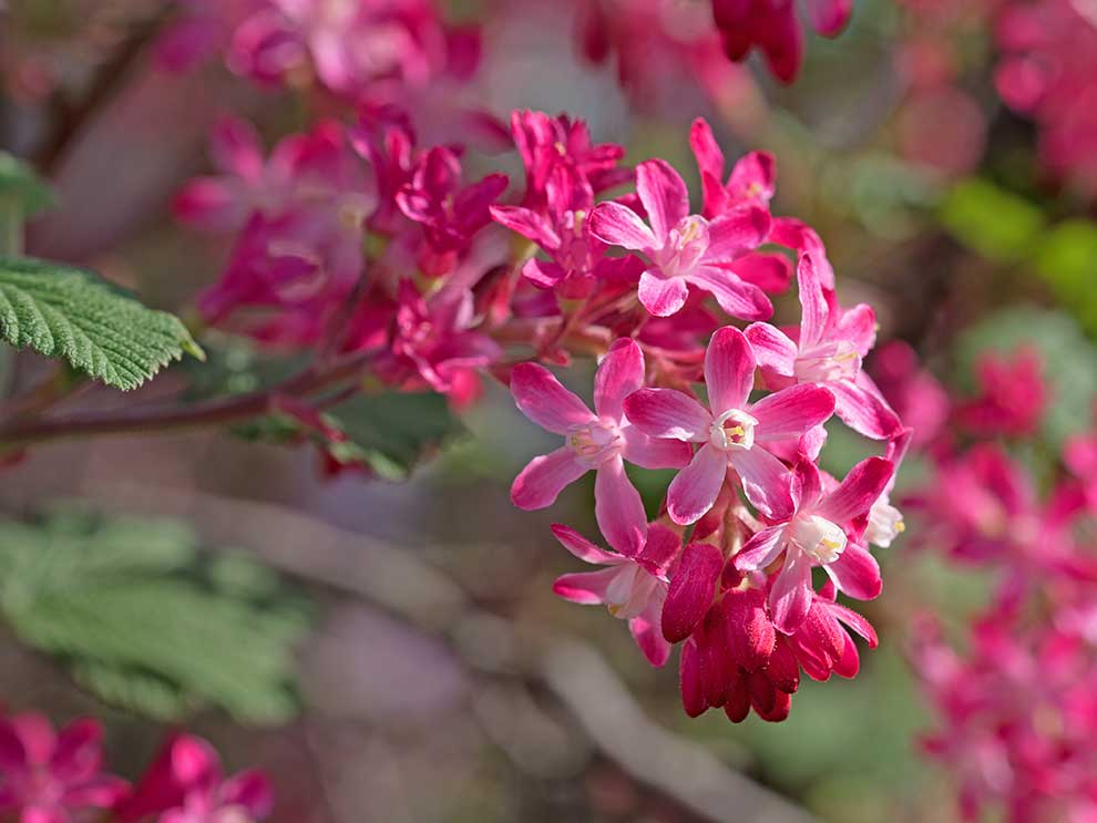 porzeczka krwista (Ribes sanguineum)