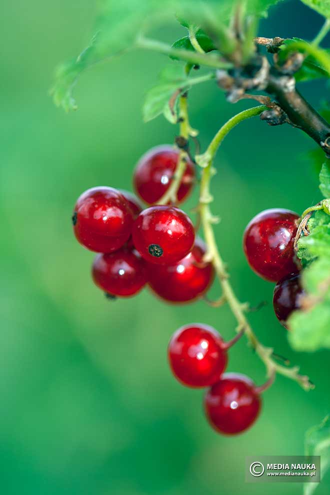 porzeczka zwyczajna, porzeczka pospolita (Ribes rubrum)