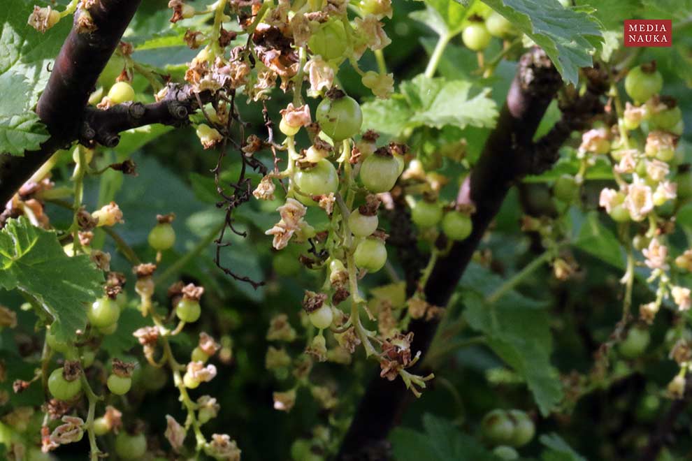 porzeczka zwyczajna, porzeczka pospolita (Ribes rubrum)