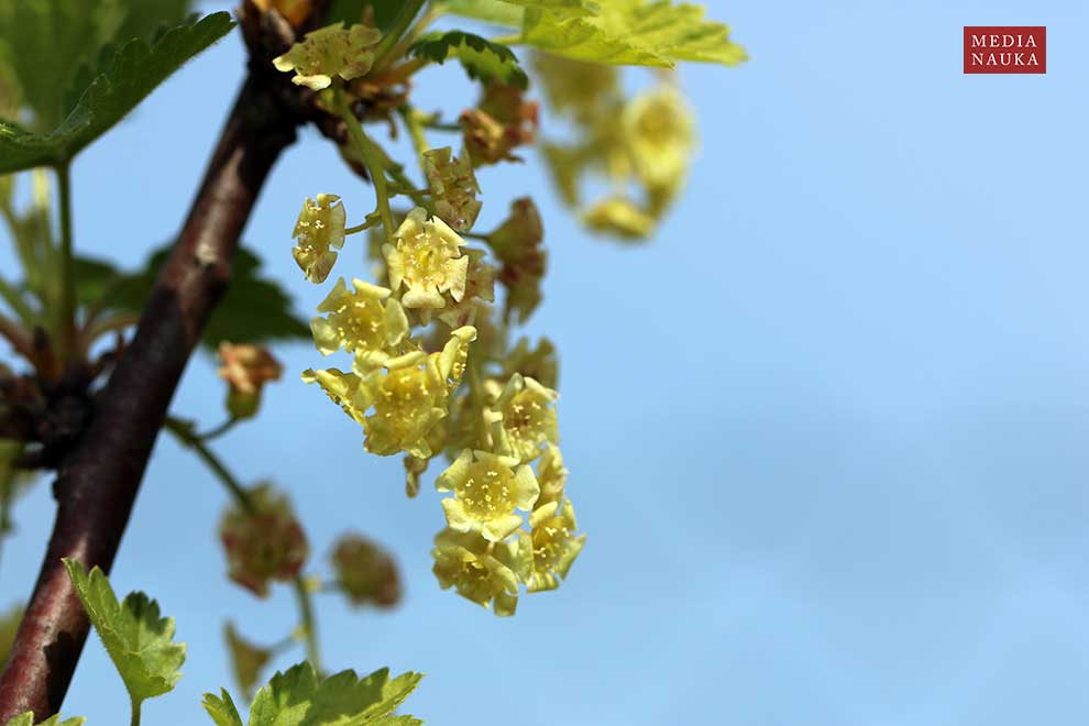 porzeczka zwyczajna, porzeczka pospolita (Ribes rubrum)