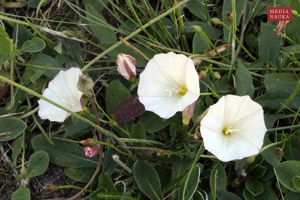 powój polny (Convolvulus arvensis)