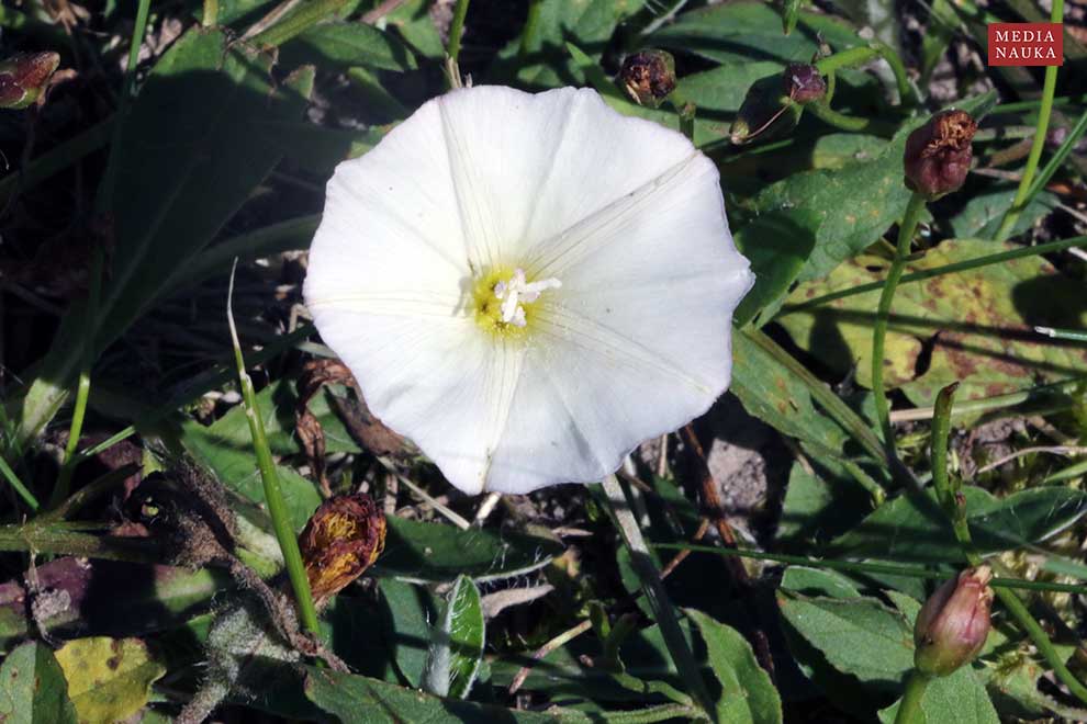 powój polny (Convolvulus arvensis)