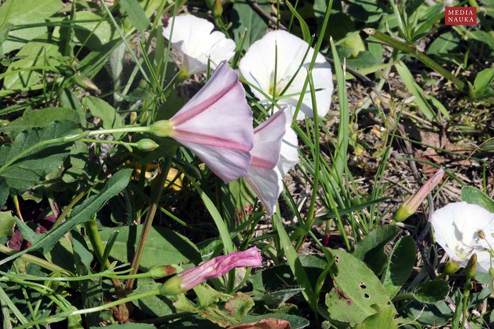 powój polny (Convolvulus arvensis)