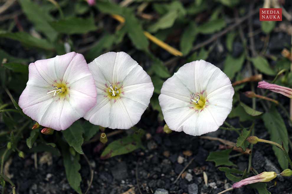 powój polny (Convolvulus arvensis)