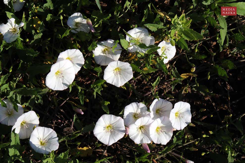 powój polny (Convolvulus arvensis)