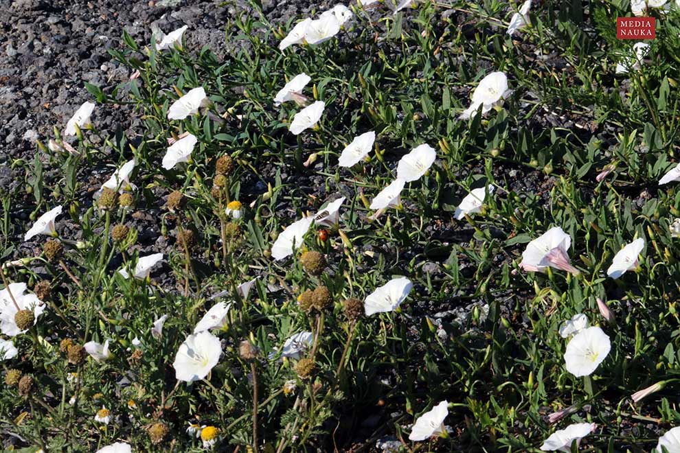 powój polny (Convolvulus arvensis)