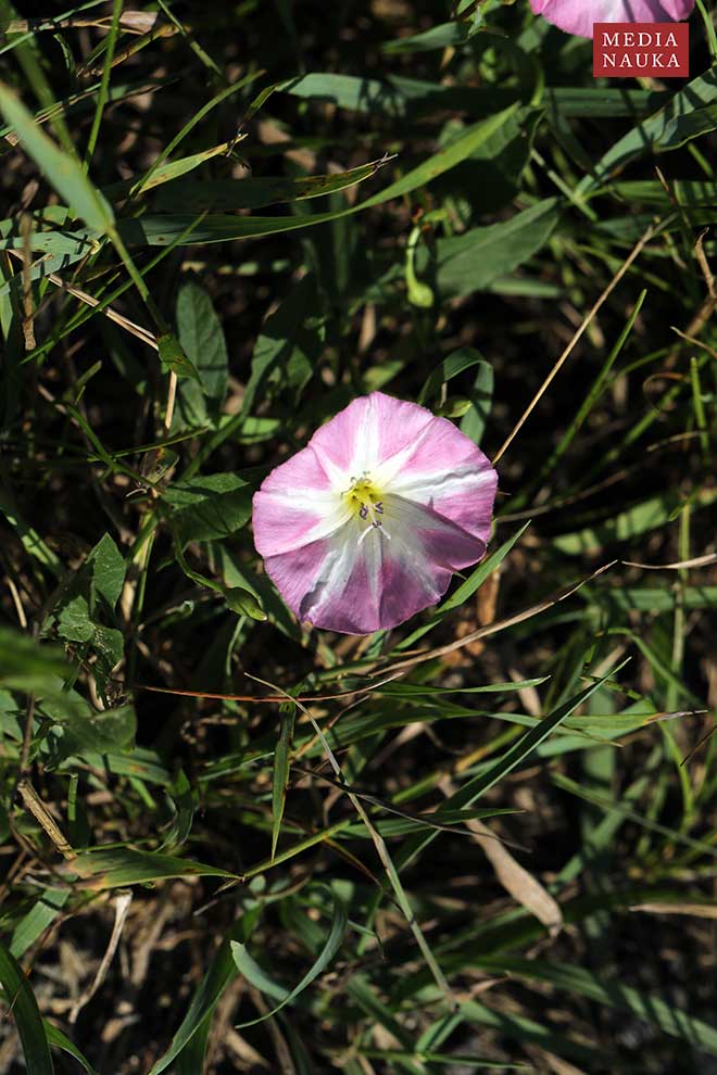 powój polny (Convolvulus arvensis)
