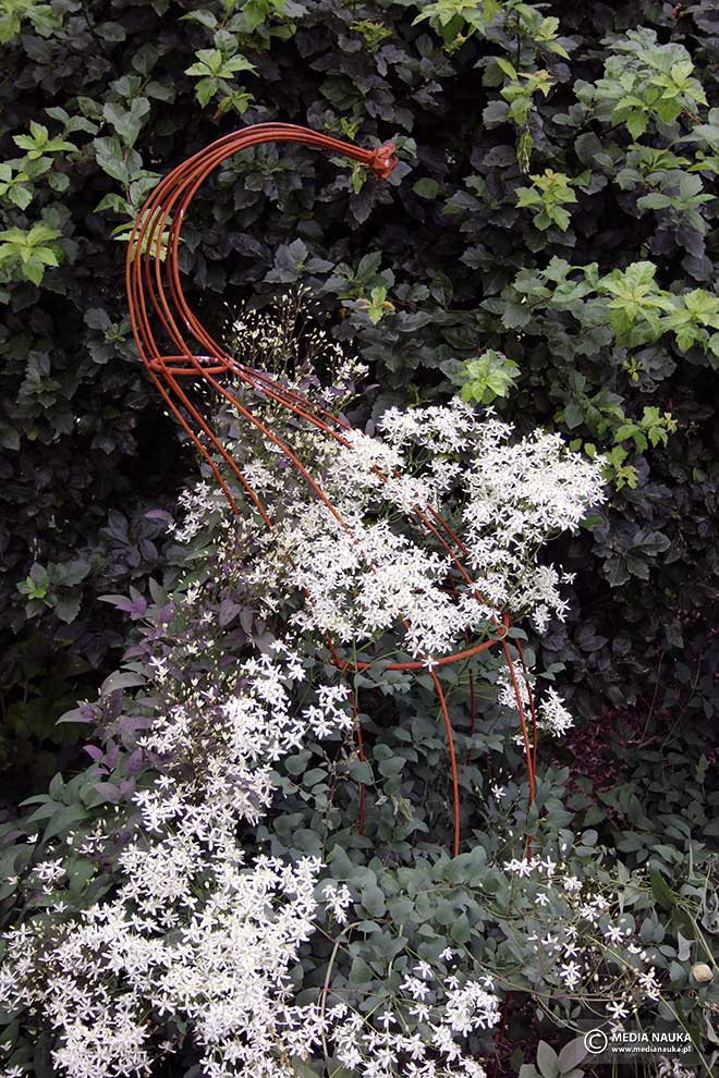 powojnik prosty (Clematis recta)