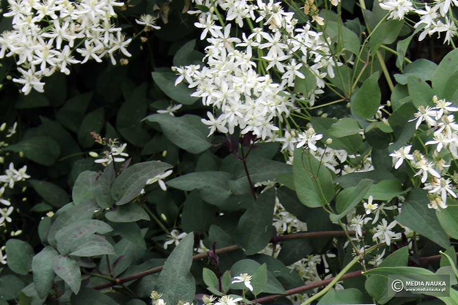 powojnik prosty (Clematis recta)