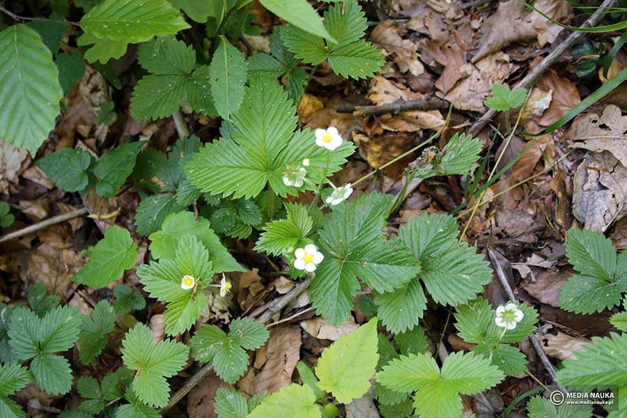poziomka pospolita (Fragaria vesca)