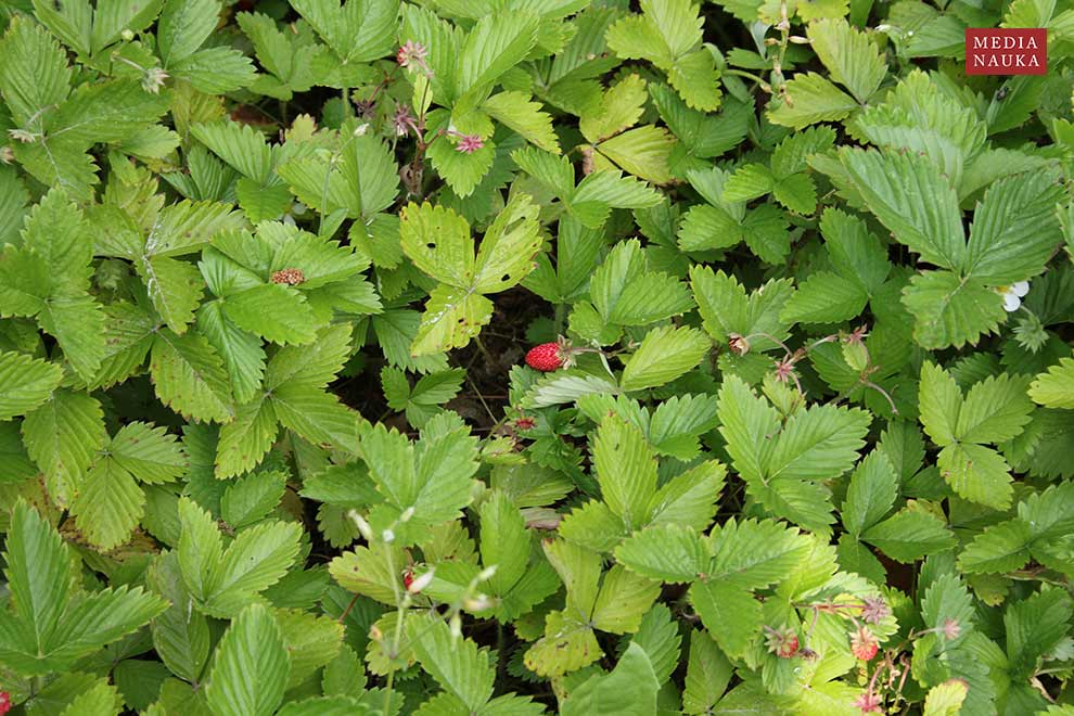 poziomka pospolita (Fragaria vesca)
