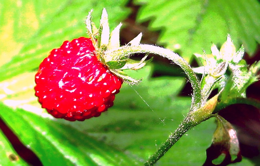 poziomka pospolita (Fragaria vesca)