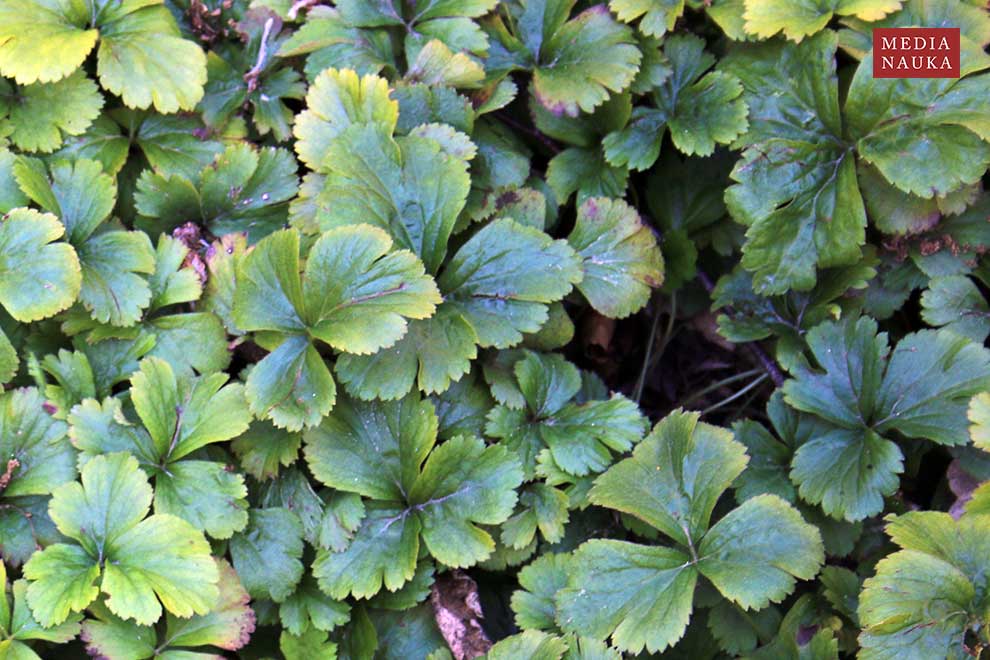 pragnia syberyjska (Waldsteinia ternata)