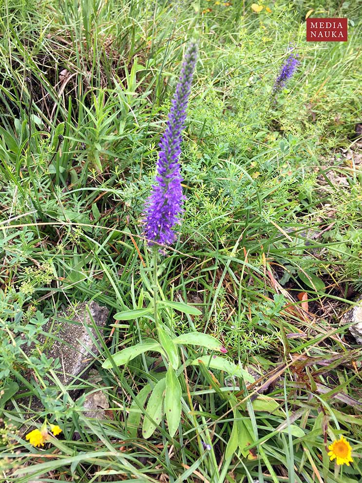 przetacznik kłosowy (Veronica spicata)