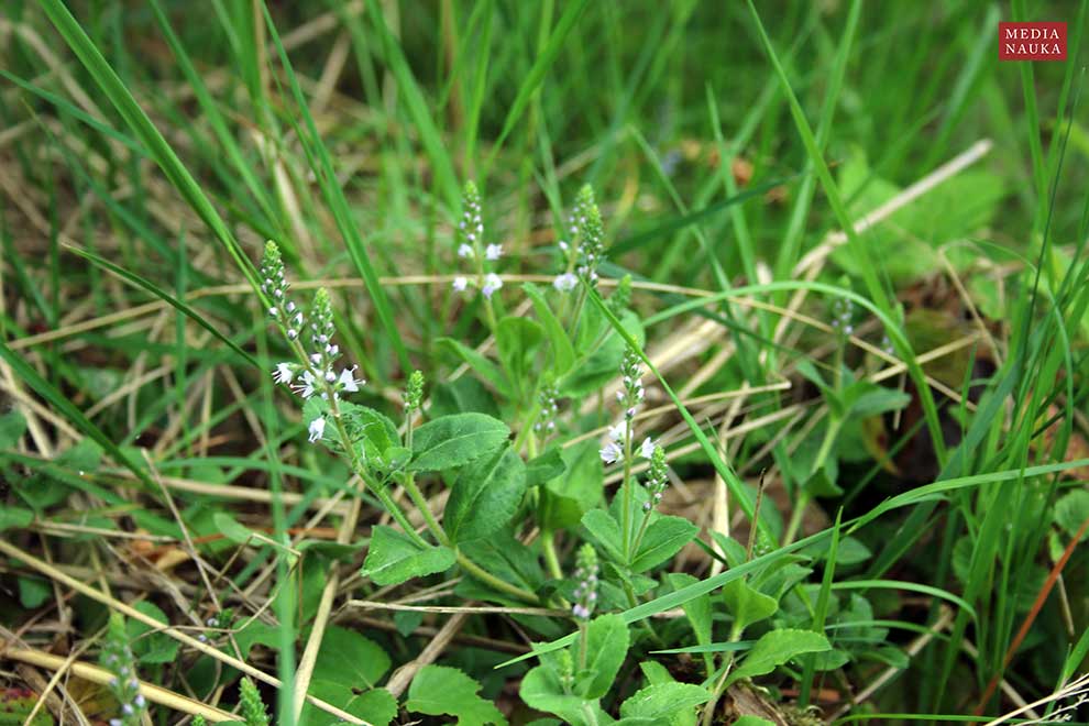 przetacznik leśny, przetacznik lekarski (Veronica officinalis)