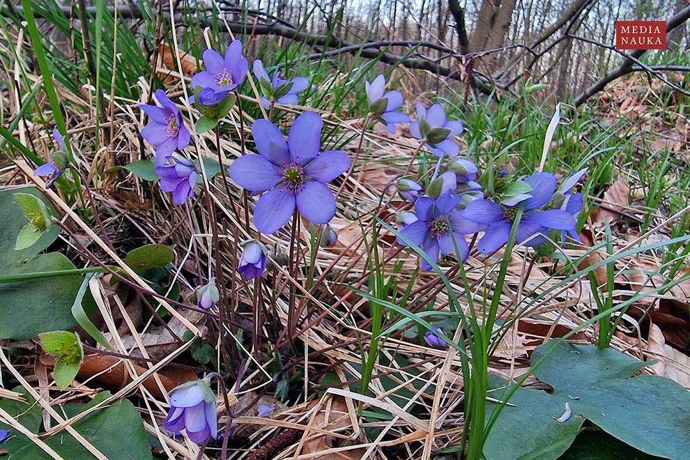 przylaszczka pospolita, trojanek (Hepatica nobilis)