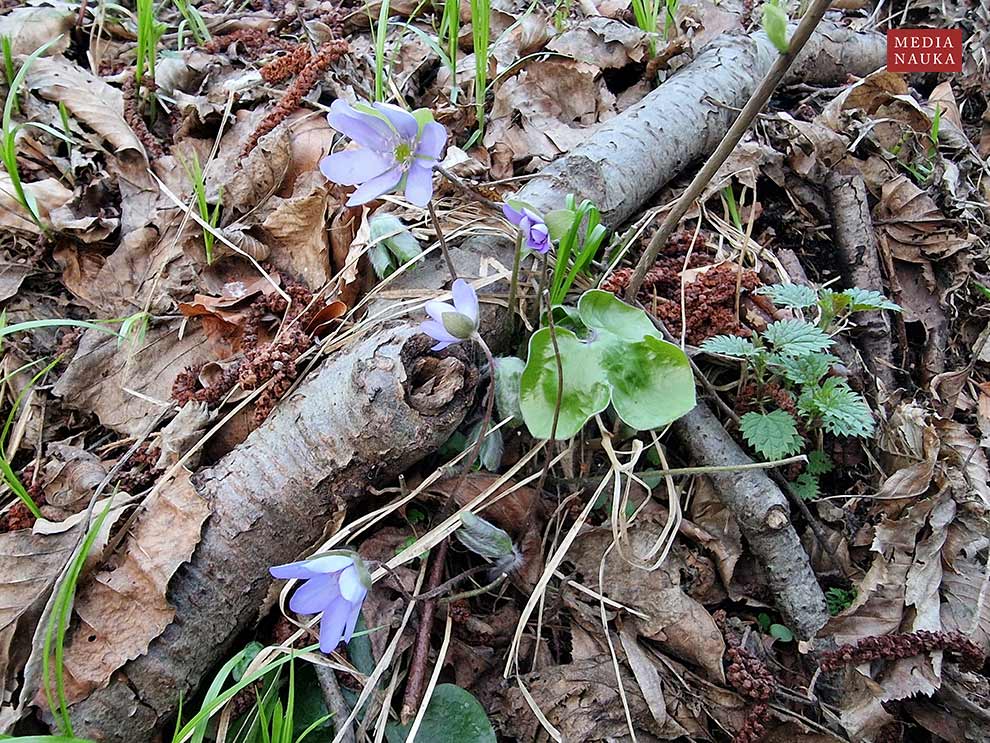 przylaszczka pospolita, trojanek (Hepatica nobilis)