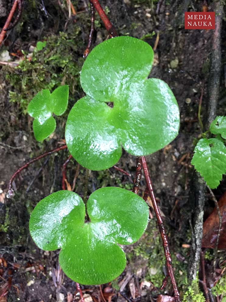 przylaszczka pospolita, trojanek (Hepatica nobilis)