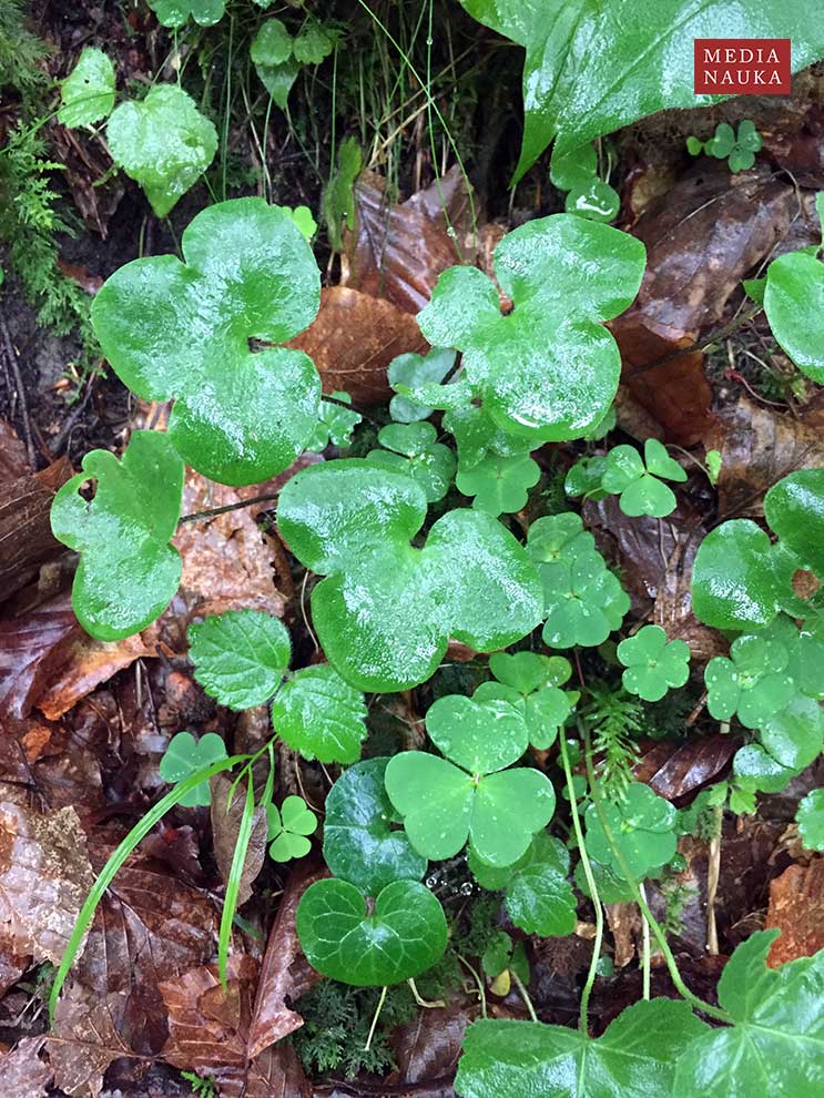przylaszczka pospolita, trojanek (Hepatica nobilis)