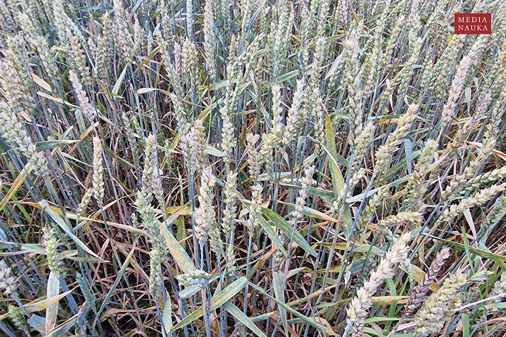 pszenica zwyczajna (Triticum aestivum)
