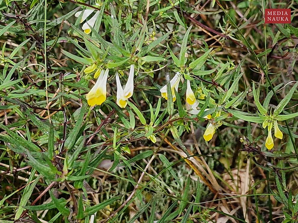 pszeniec zwyczajny (Melampyrum pratense)