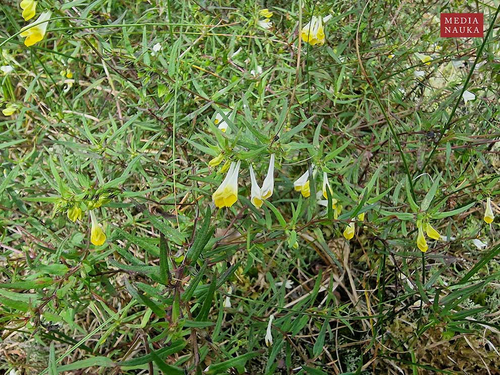pszeniec zwyczajny (Melampyrum pratense)