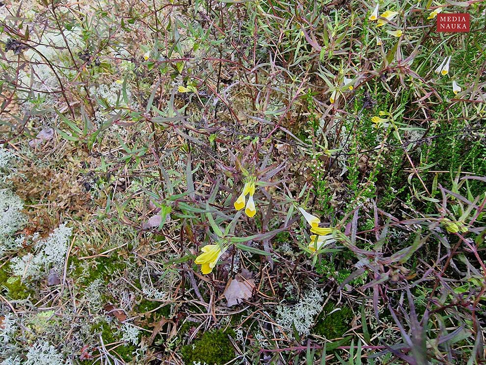 pszeniec zwyczajny (Melampyrum pratense)
