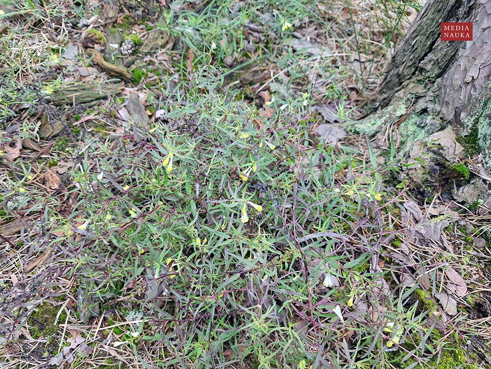 pszeniec zwyczajny (Melampyrum pratense)