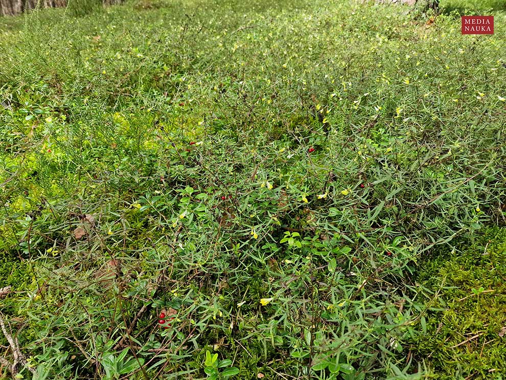 pszeniec zwyczajny (Melampyrum pratense)