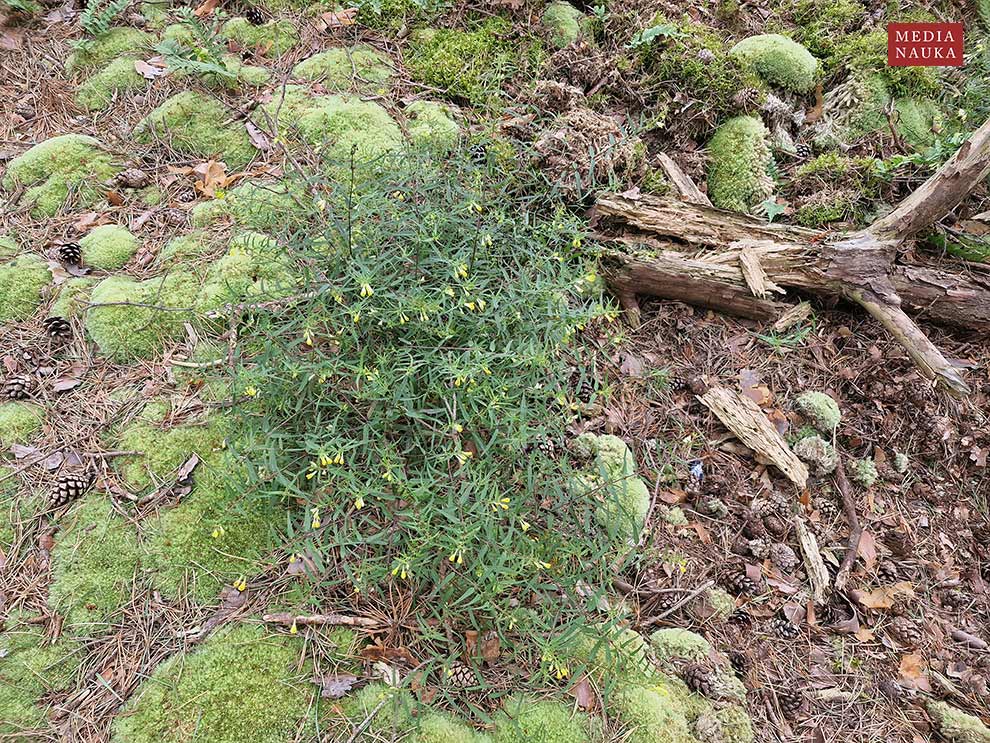 pszeniec zwyczajny (Melampyrum pratense)