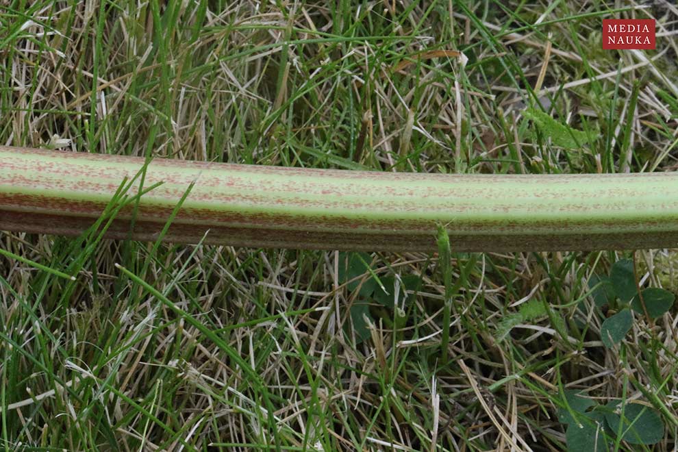 rabarbar ogrodowy, rzewień (Rheum rhaponticum)