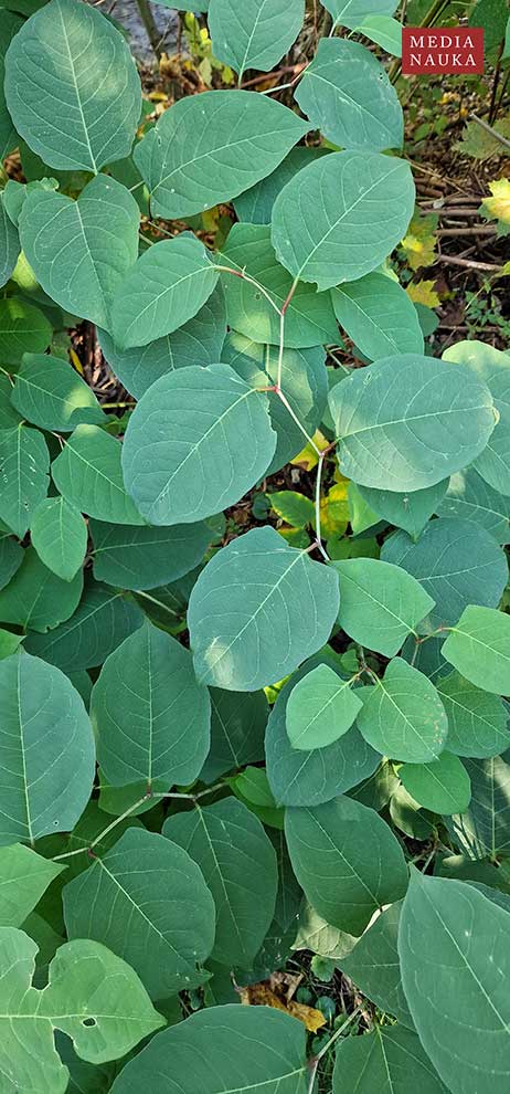 rdestowiec ostrokończysty (Reynoutria japonica)