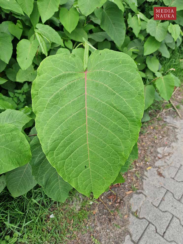 rdestowiec sachaliński (Reynoutria sachalinensis)