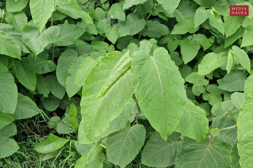 rdestowiec sachaliński (Reynoutria sachalinensis)