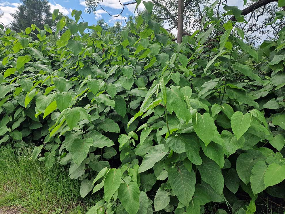 rdestowiec sachaliński (Reynoutria sachalinensis)