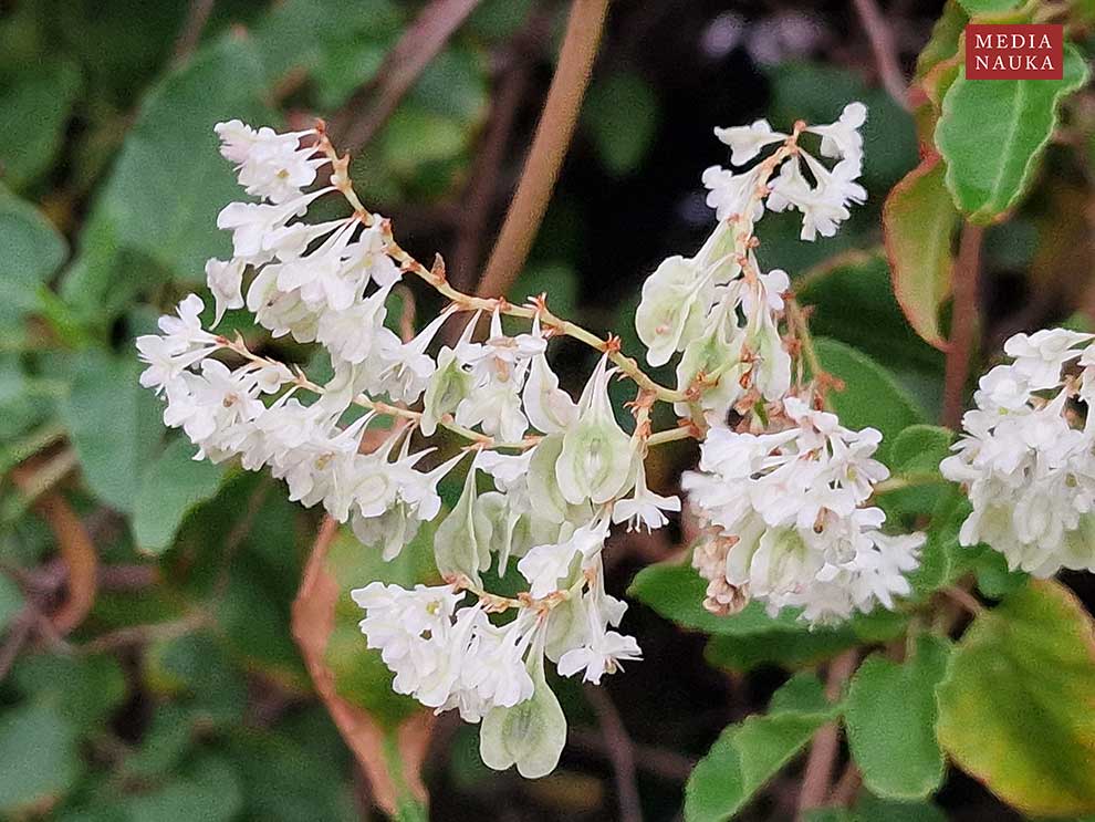 rdestówka bucharska (Fallopia baldschuanica)