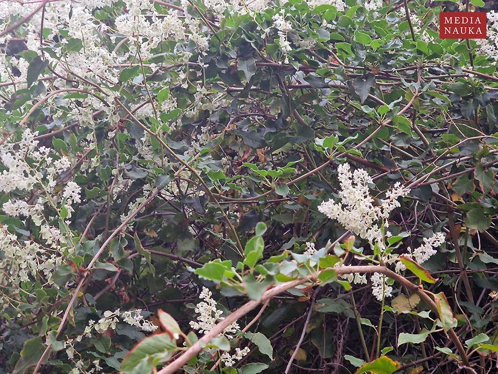 rdestówka bucharska (Fallopia baldschuanica)
