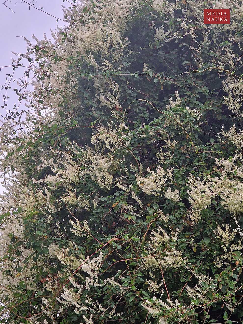 rdestówka bucharska (Fallopia baldschuanica)