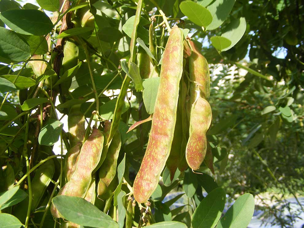 robinia akacjowa, grochodrzew (Robinia pseudacacia)