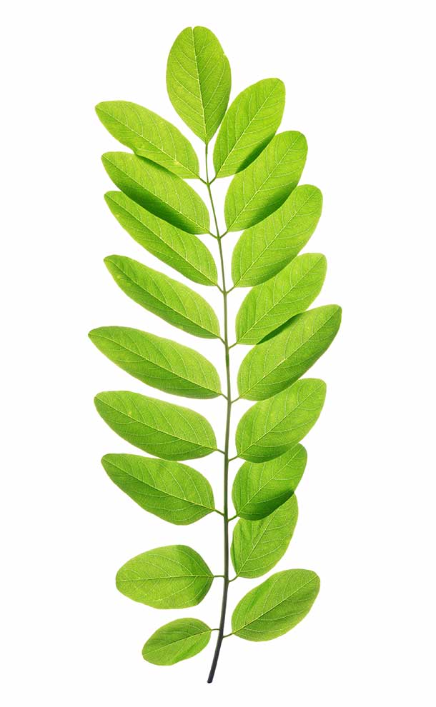 robinia akacjowa, grochodrzew (Robinia pseudacacia)